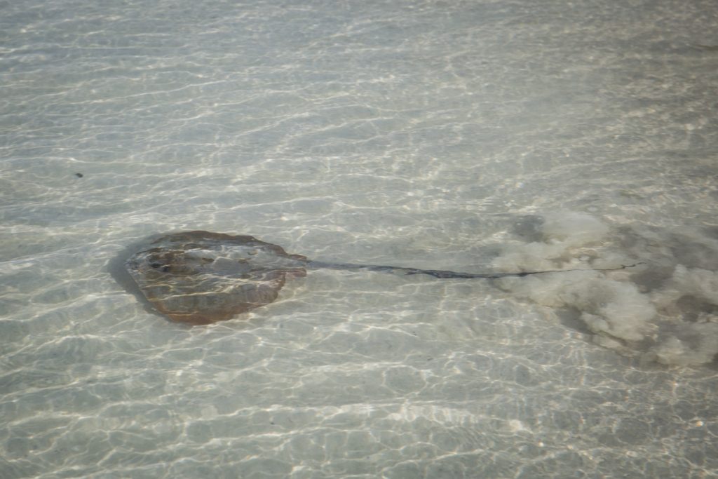 De största rockor vi ser i närheten av stranden är dryga metern mellan "vingspetsarna"