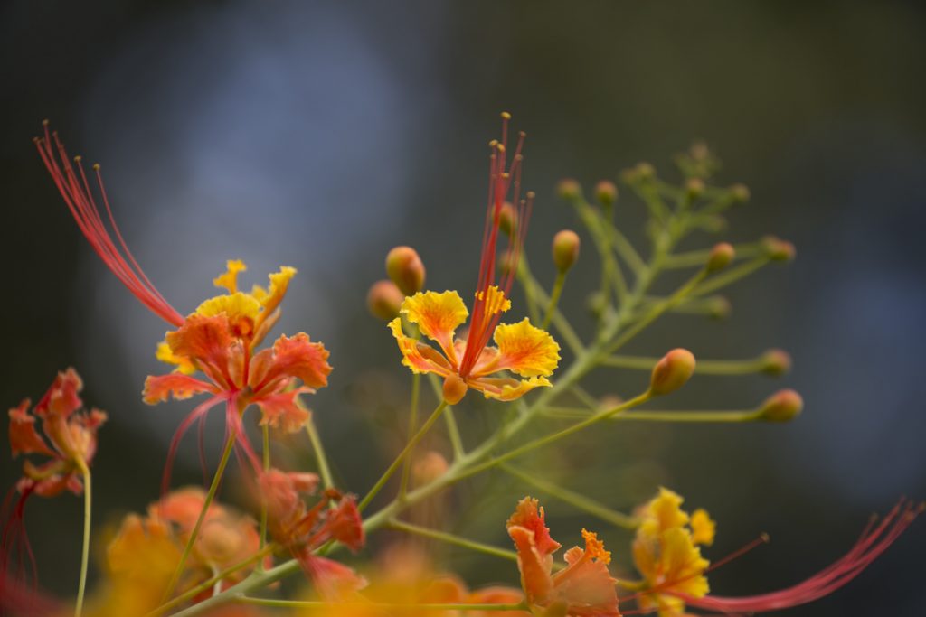 Många färgglada blommor i "vår trädgård"