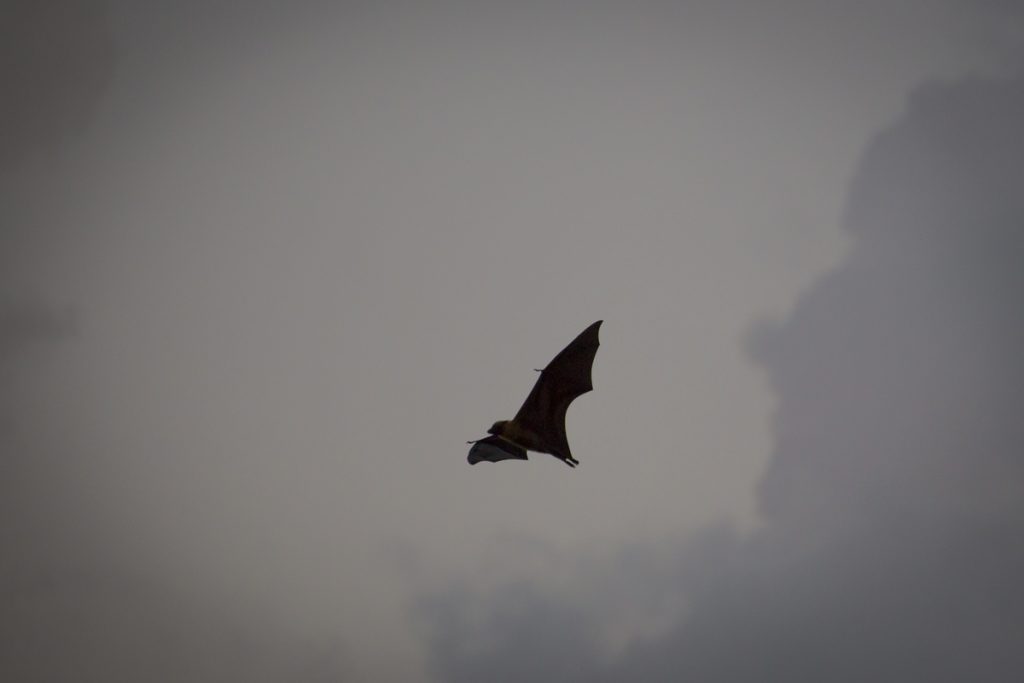 Fruitbats, stora fladdermöss som lever på frukt, flög över oss längs strandkanten