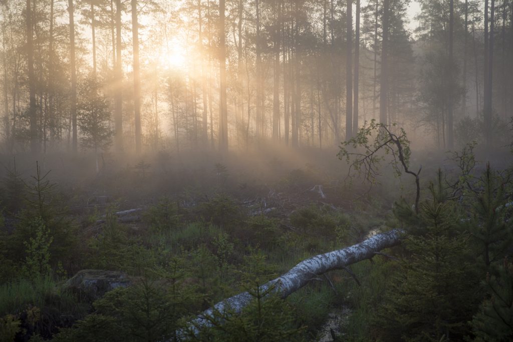 Även ett karlhygge kan bli vackert i morgondimman