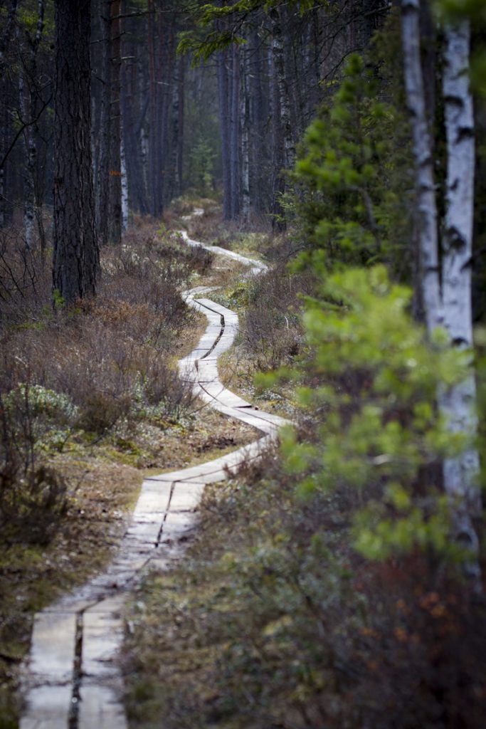 Kävsjön runt går mest genom skog