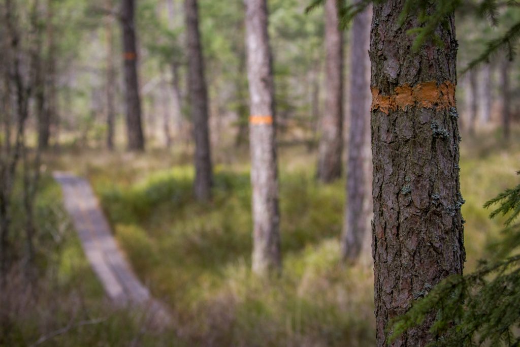 Många km spänger och tydligt markerade leder i skogen runt Kävsjön