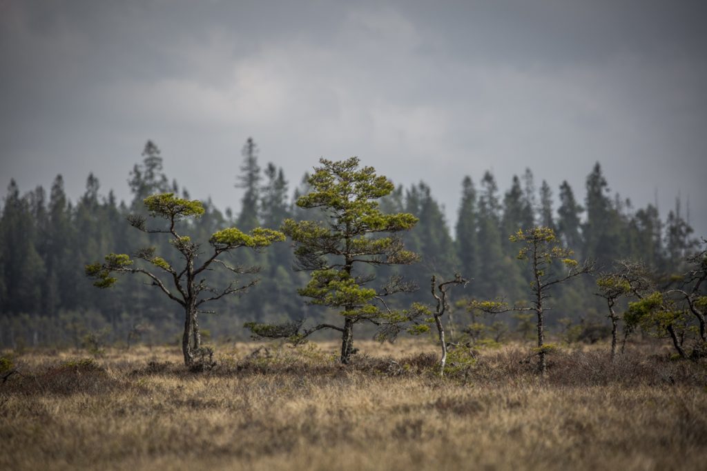 De små martallarna försöker härda ut i det syrefattiga sumpvattnet