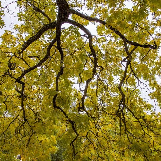 Vackert gula löv som hänger från grenverket - gillar kontrasterna!