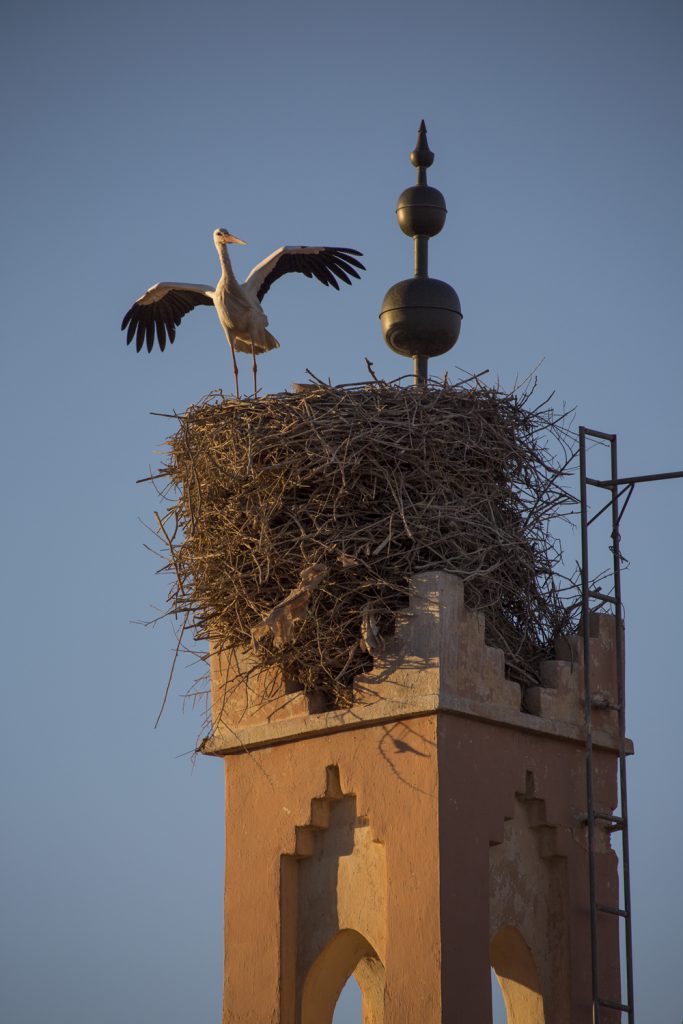 En stork dansar för oss på toppen av den närliggande minareten