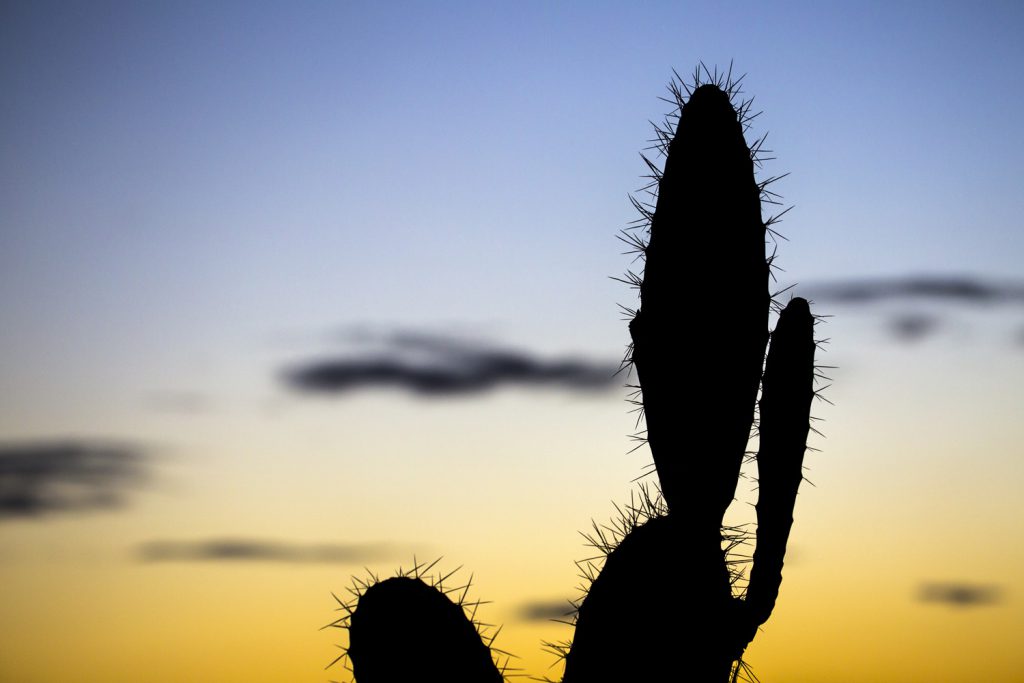 Klart att en kaktus måste vara med bland bilderna från Marrakech