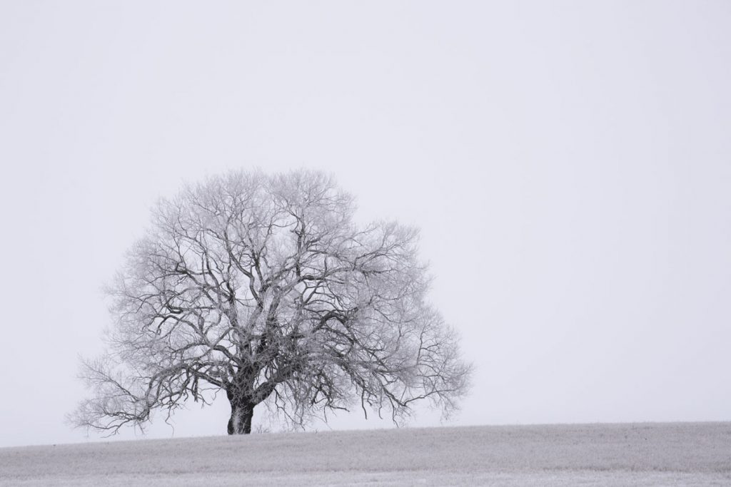 Ett ensamt träd en dimmig morgon i januari