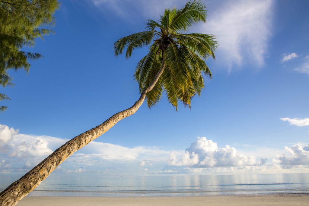 Vår palm på stranden Anse Volbert. Utsikten från vårt boende under sju dagar.