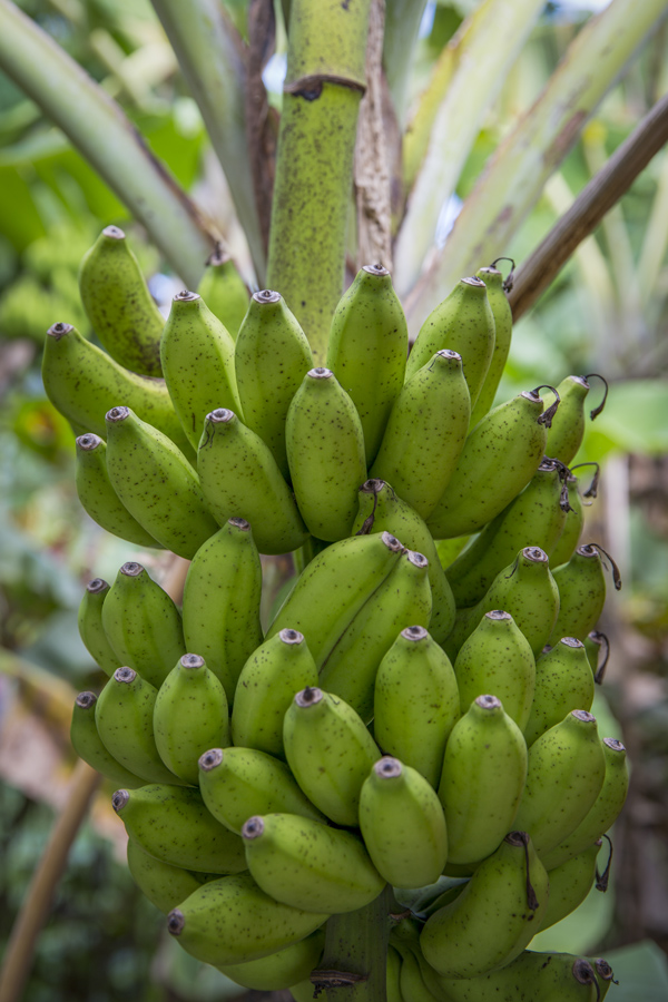 Bananodling