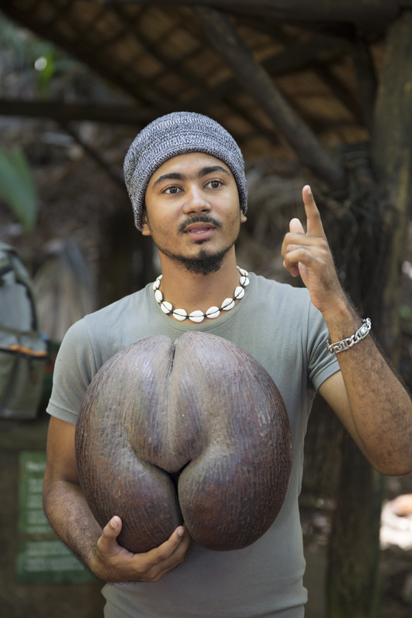 Guiden visar stolt upp nötkärnan från en Coco de mer-palm. Gissa om det är en han- eller honplanta...