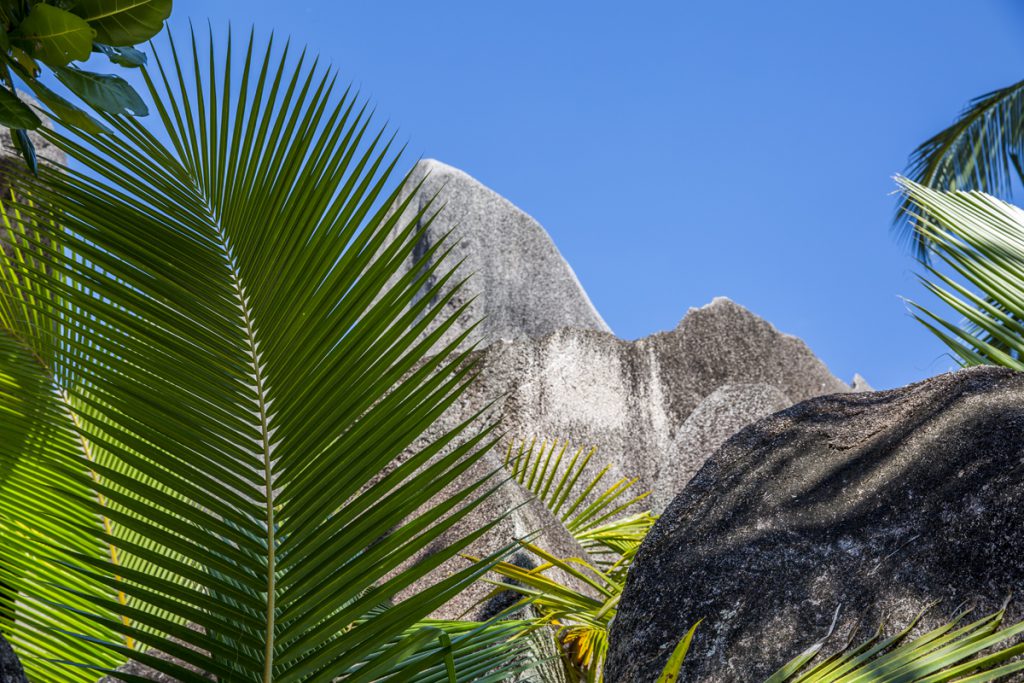 Vassa palmblad möter till synes mjuka granitklippor. En vanlig syn på Seychellerna