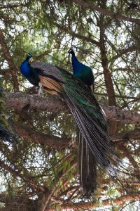 Påfåglarna vid borgen Castelo de São Jorge verkade vilja gömma sig från turisterna högt uppe i träden
