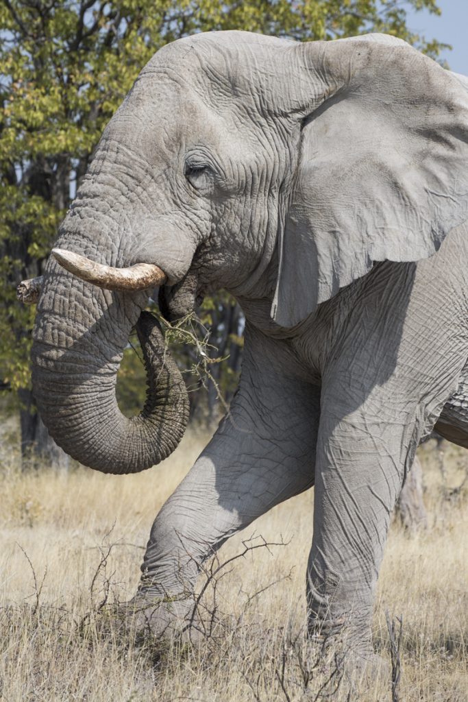 Med hjälp av fötterna och snabeln rycker elefanten upp den taggiga busken