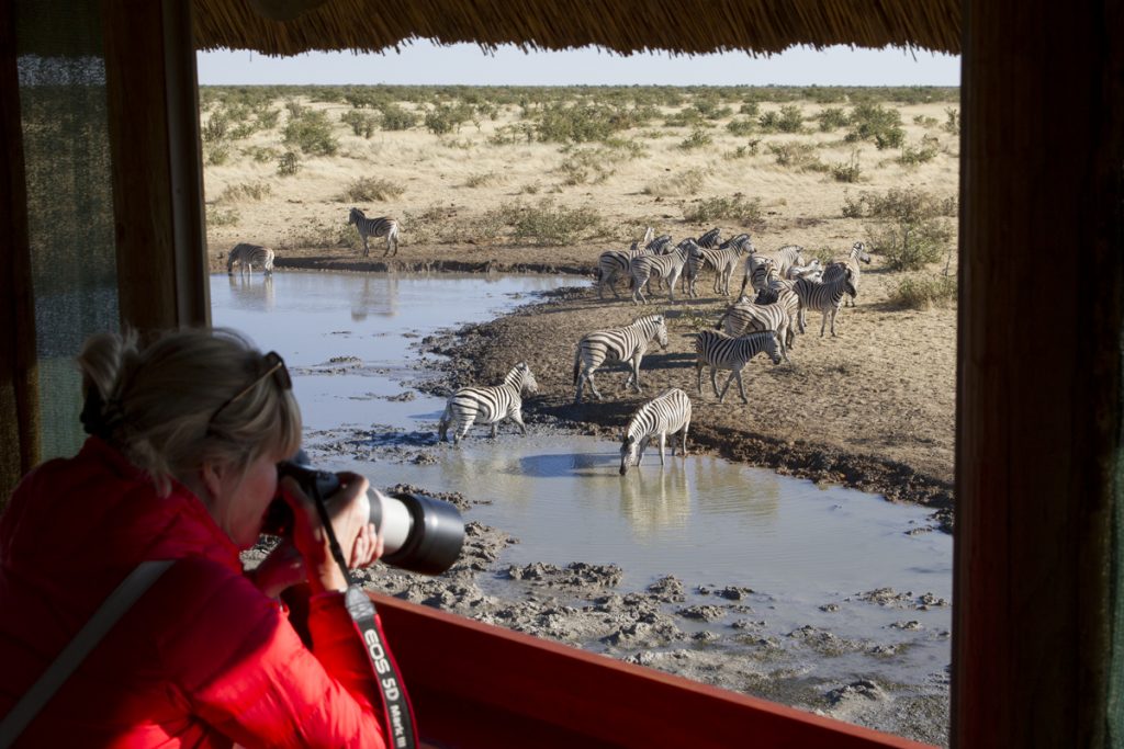 Ylva fotograferar fåglar och zebror från gömslet i Olifantsrus