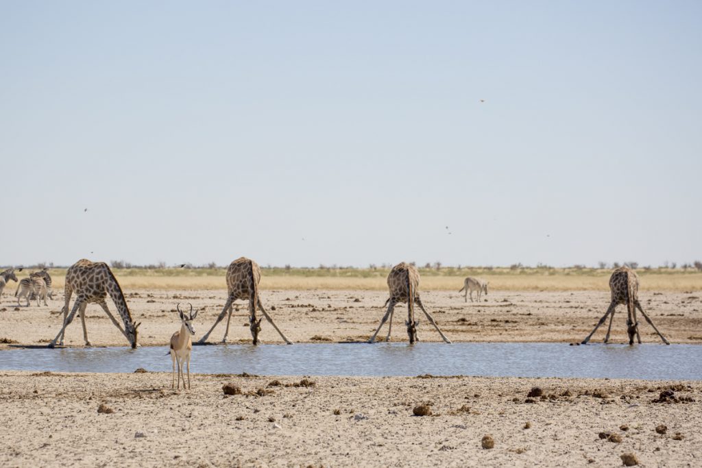 Namibia etosha Blogg giraff