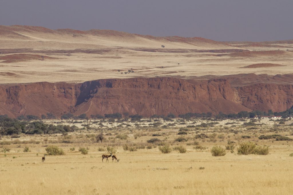 Utöver de springbock som förgyller landskapet över hela Namibia, ser vi idag oryx, zebror och babianer på fälten.
