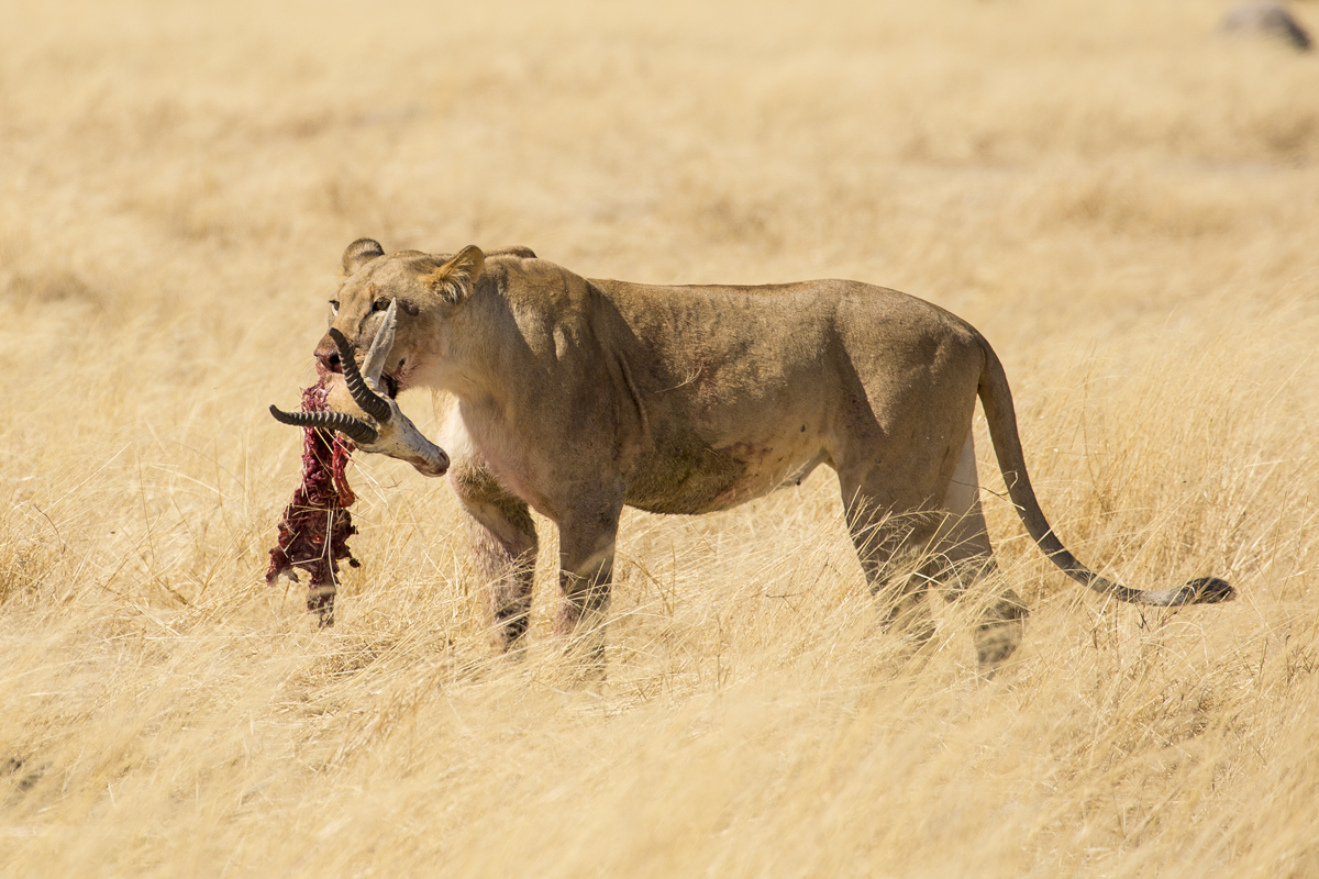 Namibia 4 – Etosha National Park bästa tipsen