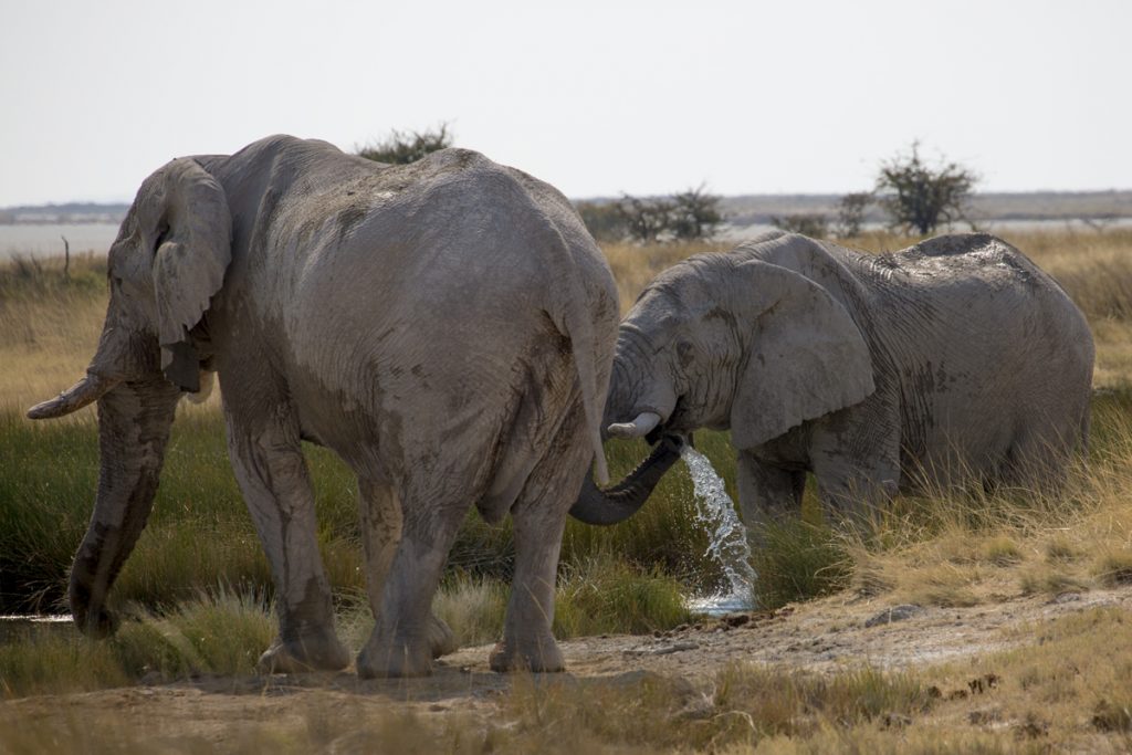 Några elefanter släcker törsten i ett av nästan 60 vattenhål i Etosha