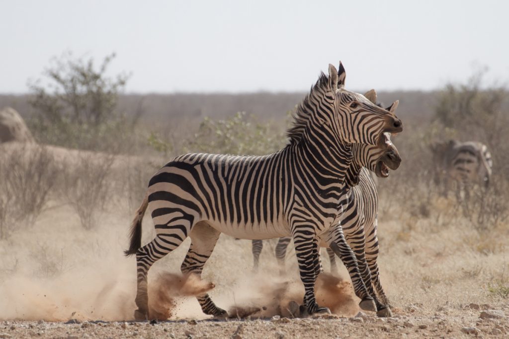 Namibia Etosha National park