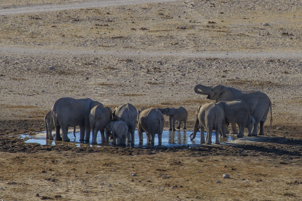 11 elefanter i vattenhållet vid Dolomite Camp