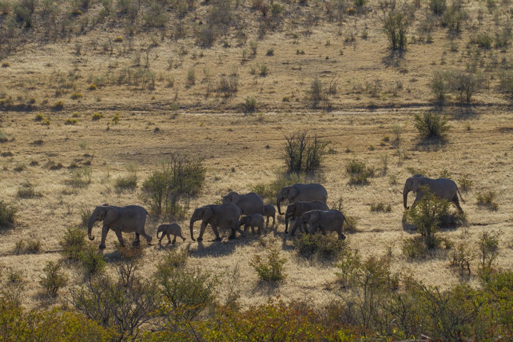 Äntligen får vi se elefanter. En flock vandrar förbi precis nedanför vår altan. 