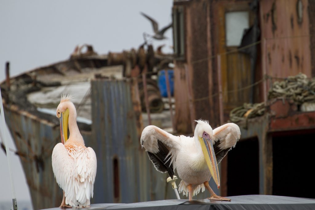 Pelikaner på en annan båt, med skeppsvrak i bakgrunden
