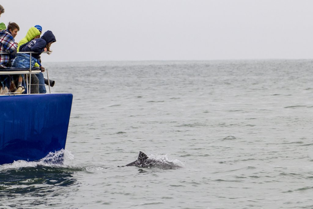 På väg tillbaka till hamnen kommer så till slut några delfiner simmandes runt fören och följer oss en bit.