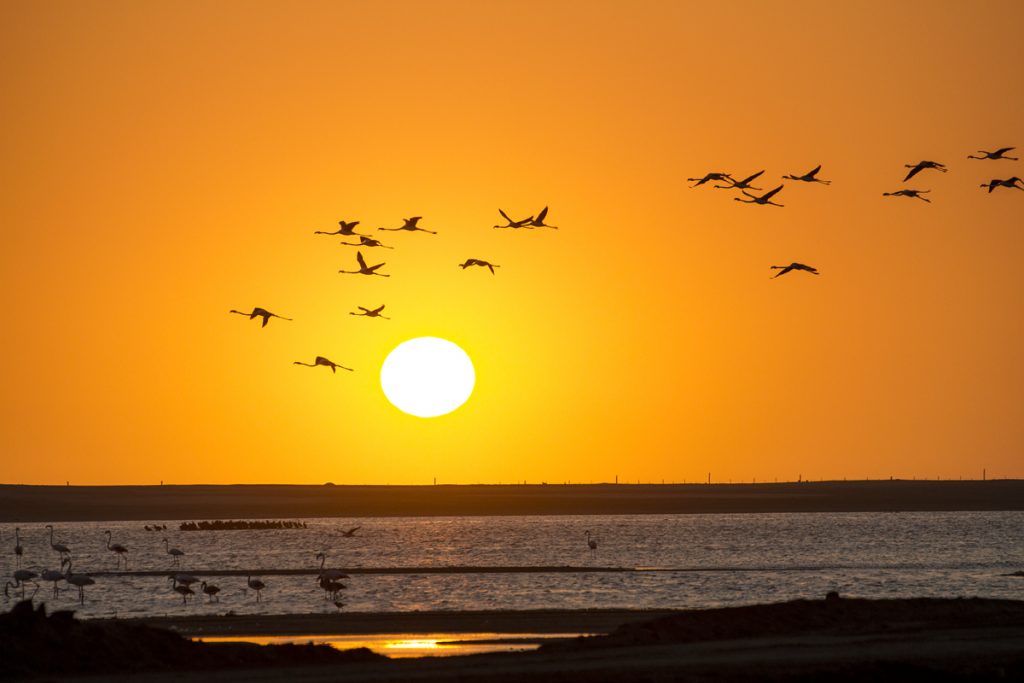 Flamingos i solnedgången