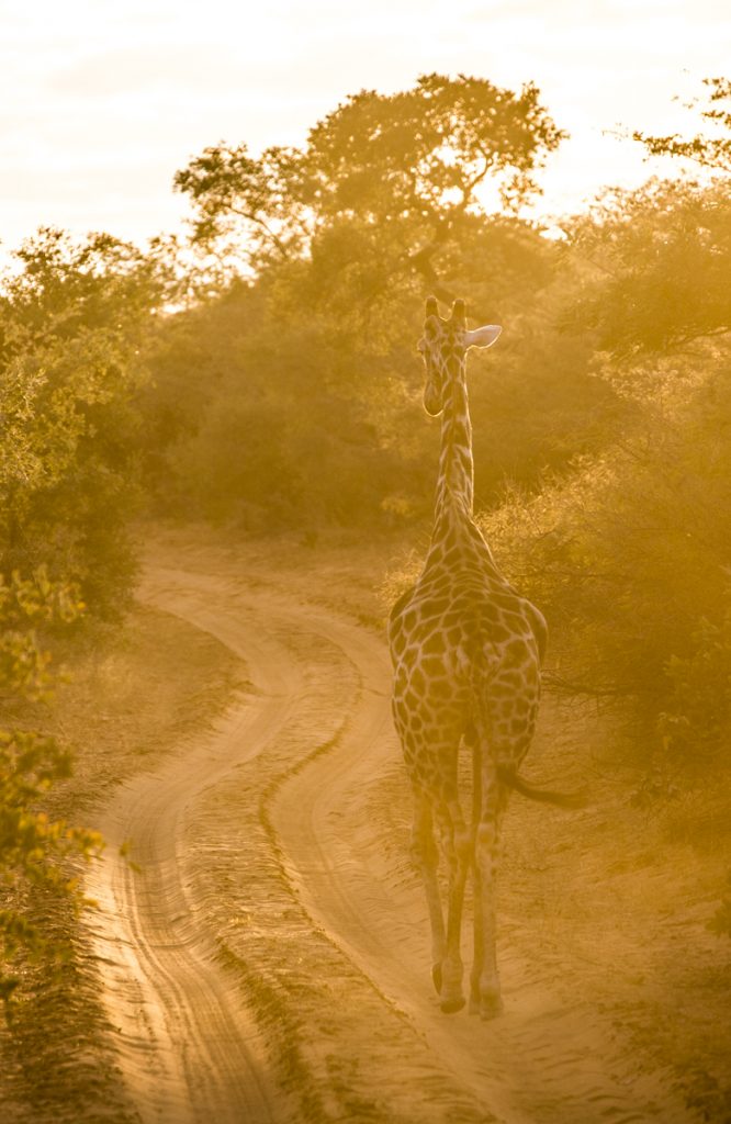 En magisk morgon med giraffer i soluppgång