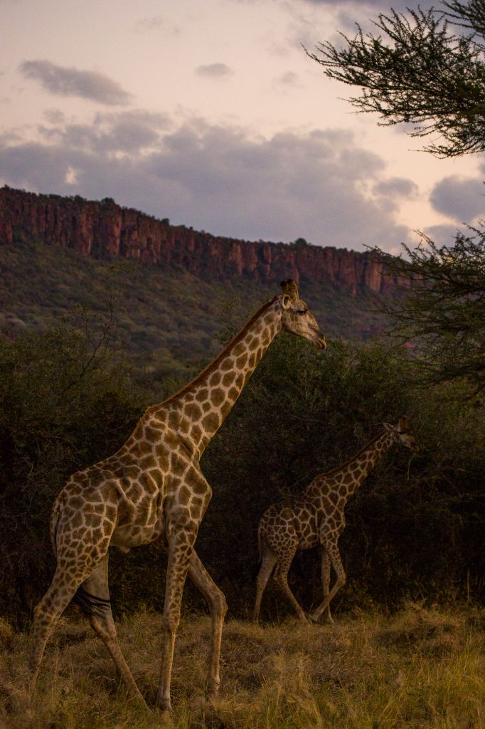 Giraffer i morgonljuset med Waterberg plateau i bakgrunden