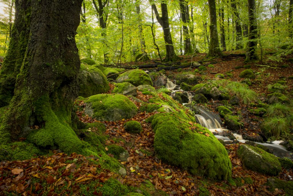 Mossbeklädda stenar och rötter med små bäckar som porlar friskt i den sagolikt vackra bokskogen