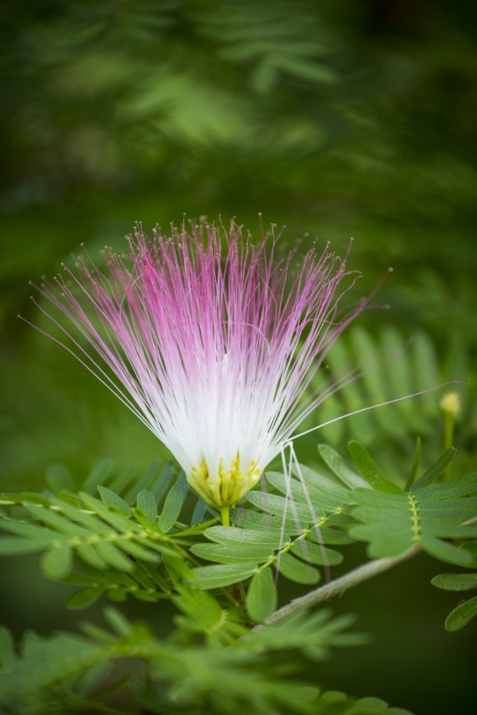 Seychellerna visar upp en färgsprakande flora