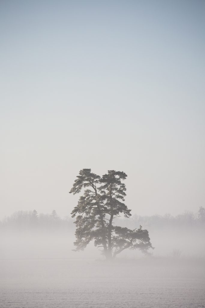 Ensam tall i dimman på slätten