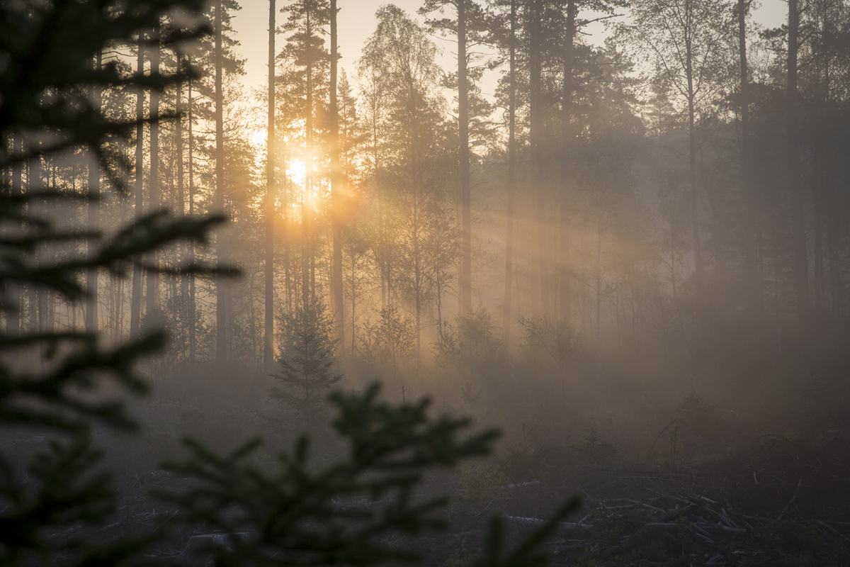 Vårmorgon i dimma