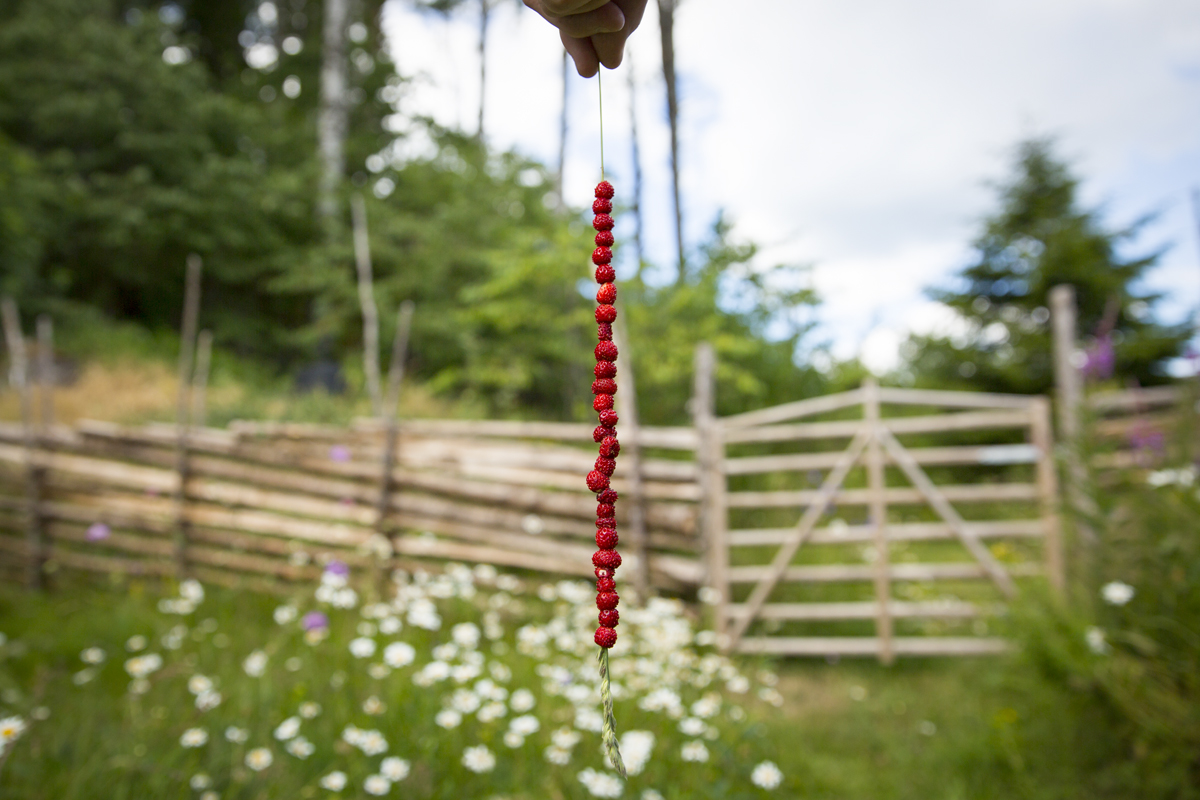 Svensk Midsommar – Smultronstrå